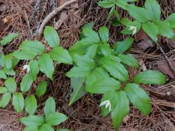 チゴユリ。イヌサフラン科。多年草。春に茎先に6枚の花びらを持った白い小さな花をやや下向きに咲かせます。林内、登山道脇で見られます。この画像には、3個の花と多数の葉が写っています。