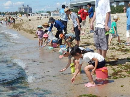 複数の子供連れ家族が二色の浜の浜辺で稚魚を放流している