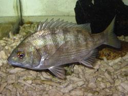 クロダイ 。タイ科。全長70センチメートルほどに成長します。左右に平たい体型です。成魚は光沢のある灰色で、不明瞭な横縞が5本ほど入ります。鰭は黒っぽい色になります。成長の途中で、オスからメスに性転換します。肉食性の強い雑食で、他の小魚、甲殻類、ゴカイなどのほか、海藻も食べます。大阪湾ではチヌと呼ばれています。この画像は、水槽内を左側に向かって泳いでいる1個体を撮影したものです。