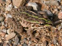 トノサマガエル。アカガエル科。無尾類。体長40~90ミリメートル。オスの体表は緑色から茶褐色で、メスの体表はそれより白っぽい色をしています。黒斑が多数あります。オスは顎の左右に1個ずつ鳴嚢を持ちます。池や水田に生息し、繁殖期は春です。画像は、地面にいる1個体をほぼ背面から写したもので、右向きです。