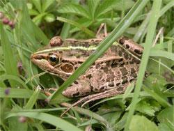 トノサマガエル。アカガエル科。オスの体長は約40から80ミリメートル。メスの体長は約60から90ミリメートル。後肢が長く、跳躍力が強い。池や水田に生息。肉食性。この画像は、草むらにいた1個体を撮影したもので、左向きです。