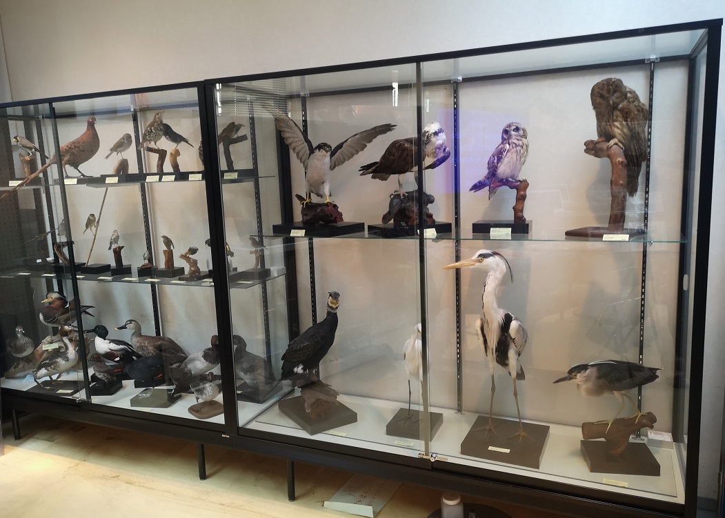 この画像は、鳥の剥製を展示しているものです。ほとんどは、市民の方から寄贈されたものを剥製にしました。