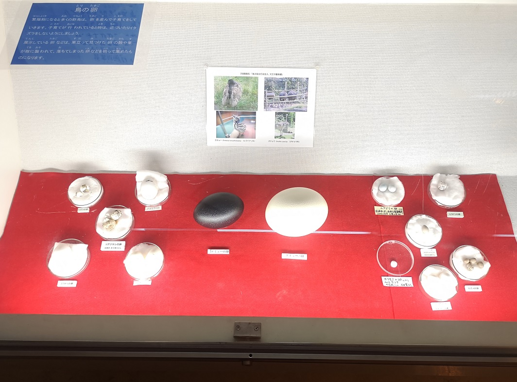 この写真は展示している鳥の卵です。この展示ケースは、鳥の卵のほかに鳥の巣も展示しています。市民の方から寄贈していただいたものです。