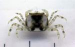 トリウミアカイソモドキ。モクズガニ科。甲羅の幅が10ミリメートル前後の小型のカニです。甲羅の色は、うすい褐色から濃い褐色に、やや緑色がかるものもいて、さらに、左右の縁に白帯が入るものもいます。脚は縞模様をしています。干潟の砂泥の中にいます。雑食性。この画像は、採集した1個体を白いバットの上に置いて背中側から撮影したもので、10ミリメートル間隔の目盛りが下に添えられています。この個体は、甲羅の左右に白帯が入るタイプです。