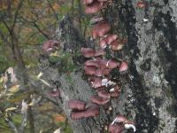 ツキヨタケ。ホウライタケ科。秋にブナの倒木や立ち枯れ木から生えます。傘はほぼ半円形で、幅が20センチメートルを超えることもあります。柄はとても短いです。傘の表面が褐色で、シイタケやヒラタケと間違いやすいですが、毒キノコで、誤って食べると死ぬこともあります。画像は、ブナの立ち枯れ木から20個ほどが、こちらから見て左側に出ている状態を撮影したものです。