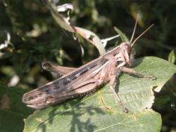 ツチイナゴ。バッタ科。オス成虫の体長は50ミリメートル前後で、メス成虫の体長は60ミリメートル前後です。体色は、全体的に褐色で、背中側は、頭部から前胸背板を経て、前翅まで、黄白色の1本の帯が通ります。腹側は、うすい色になります。複眼の下に黒色の逆三角形の斑紋が入るのも特徴です。クズ群落を好みます。雑食性。成虫で冬を越すのは、バッタ科の中では異色です。この画像は、クズの葉に止まっている1個体の成虫を横から撮影したもので、右向きです。