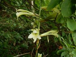 ウバユリ。ユリ科。多年草。球根植物。茎は直立し、高さ1メートルに達することがあります。夏、茎先に漏斗状の緑白色の大きな花を横向きに、数個付けます。この画像は6個ほどの花を撮影したものです。