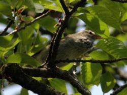 ウグイス。ウグイス科。留鳥。全長16センチメートル前後。やぶの覆い林に生息します。頭から背中側にかけては緑がかった、うす茶色で、腹はほぼ白色です。春にホーホケキョと鳴きます。雑食性で、昆虫や木の実などを食べます。この画像は枝に止まっている1羽を斜め下から撮影したもので、右向きです。