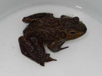 ウシガエル。アカガエル科。無尾類。体長110~185ミリメートル。体表は緑色から暗褐色まで。濃色の斑紋の程度は個体により差があります。鳴き声が牛に似ているため、ウシガエルと言われます。眼の後ろの鼓膜が大きい。平地の池、水田、湿地、河川に生息し、繁殖期は春から夏にかけてです。北アメリカ原産の外来種で、環境省により特定外来生物に指定されています。画像は、近畿環境事務所から許可を得て、自然遊学館において飼育していた暗褐色の1個体を撮影したもので、右向きです。