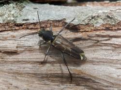 ウスイロトラカミキリ。カミキリムシ科。体長10から24ミリメートル。頭部と前胸背板は黒色で、前翅は紫褐色に黄白色の横帯が数本入ります。主に夏を中心に、成虫が伐採木や倒木の上などで見られます。この画像は、倒木の側面にいた1個体を背中側から撮影したもので、左上向きです。
