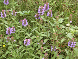 ウツボソウ。シソ科。多年草。夏、茎先の円筒形の花穂に、紫色で唇型の花を多数、咲かせます。この画像は、20株ほどの群落を写したもので、花が咲いている株と落ちてしまった株が混在しています。