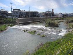 脇浜-澤(堰堤付近) (標高1メートル)。脇浜-澤(堰堤付近) (標高1メートル)。貝塚市脇浜と澤の境です。近木川河口から最初の堰堤を、脇浜側から撮影したものです。潮止めの役割を果たしています。