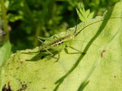 ヤブキリの幼虫。キリギリス科。成虫の体長は50ミリメートル前後です。体色は緑色ですが、頭頂、前胸背板の中央、前翅の前縁が褐色なので、背中側から見ると、褐色の帯が縦に通っているように見えます。褐色型の個体もいるようですが、馬場で見たことはありません。雑食性で、小昆虫、葉、果実などを食べます。主に樹上や林縁に生息します。この画像は、葉の上にいる1個体の幼虫を撮影したもので、右向きです。