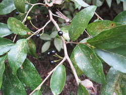 ヤマコウバシ。クスノキ科。落葉低木。春に、うす黄色の小さな花が咲きます。この画像は、葉と黒い実を付けた枝を撮影したものです。