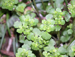 ヤマネコノメソウ。ユキノシタ科。多年草。早春に花を咲かせます。花茎の先の花序には6から10個の花が付き、うす緑色から黄緑色の咢片の中にある雄蕊の黄色がアクセントになります。この画像は、8個ほどの花序を上から撮影したものです。