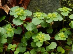 ヤマネコノメソウ。ユキノシタ科。多年草。早春に花を咲かせます。花茎の先の花序には6から10個の花が付き、うす緑色から黄緑色の咢片の中にある雄蕊の黄色がアクセントになります。この画像は、8個ほどの花序を上から撮影したものです。