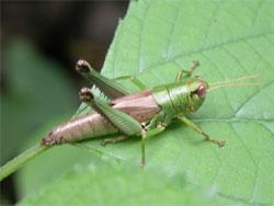 ヤマトフキバッタ。バッタ科。体長23から38ミリメートル。全体的に緑色で、うすい褐色になる部分もあります。翅は茶色で短く、腹部のせいぜい半分を覆う程度です。植物食の傾向が強いです。成虫は夏から秋にかけて出現します。この画像は、葉の上にいる1個体のメス成虫を撮影したもので、右向きです。バッタ科は、キリギリスやコオロギの仲間よりは、短い触角を持っています。