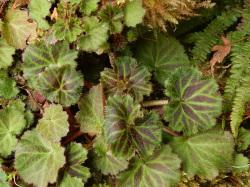 ユキノシタの葉。ユキノシタ科。多年草。常緑。葉は円形に近く暗緑色に紫色が混じることがあり、葉脈は白色に近い色をしていて、それが地面や斜面を平たく覆うように群落を形成します。この画像は、20枚ほどの葉を上から撮影したものです。
