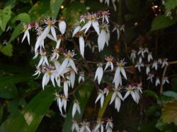 ユキノシタの花。ユキノシタ科。多年草。春に20から50センチメートルの花茎の先にたくさんの白い花を付けます。5枚ある花弁のうちの下2枚が大きく、上の3枚は小型で紅色と黄色の斑紋が入ります。この画像は、多くの白い花を撮影したものです。