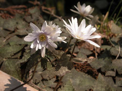 ユキワリイチゲ。キンポウゲ科。多年草。早春に白い可憐な花を咲かせます。白い花弁のように見えるものは咢片で、10枚前後あります。この画像は、多数の葉から伸びた数本の花茎の先に付いた花を撮影したものです。写っている葉の表は渋緑色ですが、葉の裏は紫色です。