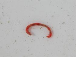 ユスリカ科の幼虫。成虫は、蚊と同じような体型ですが、水を飲む程度です。ハエ目なので、前翅はふつうですが、後翅は平均棍と呼ばれる小さな棒状になっています。幼虫は水生で、細長い体型をしています。水中ではデトリタスと呼ばれる生物遺体の分解途中のものを食べているのだと思います。この画像は、採集した1個体の幼虫を白いトレイに入れて撮影したもので、体色は赤色で、頭は左にあります。