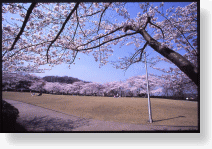 春の水間公園