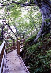 葛城山ハイキングコース