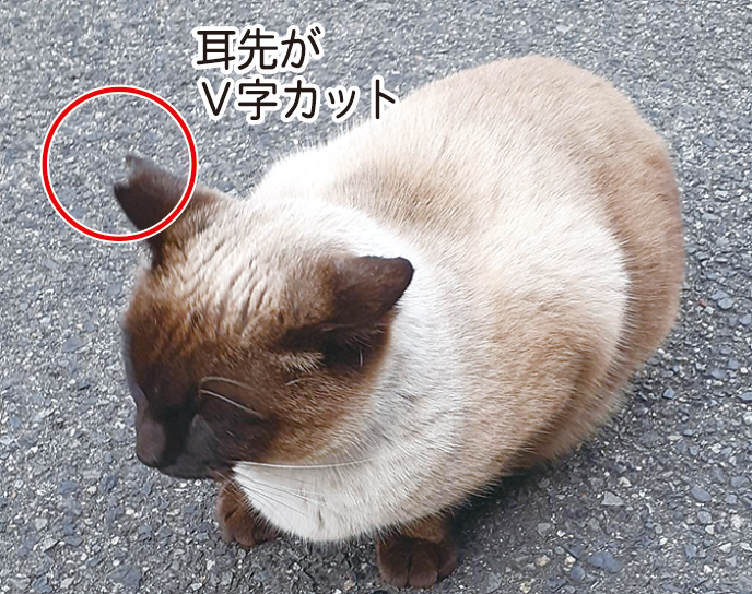 地域に住みついている猫を不妊去勢手術(耳カット)した後の写真