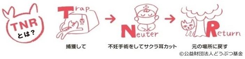 地域に住みついているねこへの活動(TNR活動)の流れを画像で説明しています。Trap(捕獲)し、Neuter(不妊手術をしてサクラ耳カット)を行い、Return(元の場所に戻す)という流れです。