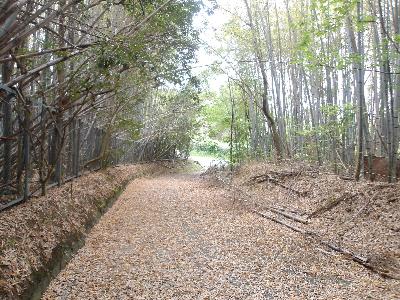 竹林が鬱蒼としている水間公園整備工事前の様子の写真