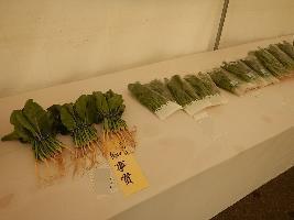 農業祭品評会会場に陳列されたこまつなの写真