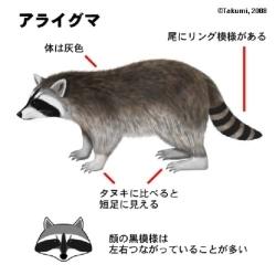 アライグマの体