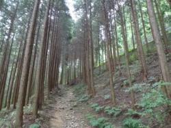 登山道Bの途中写真5