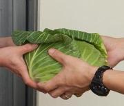 市内若手農業者たちの「貝塚4Hクラブ」が栽培したキャベツを、市内の小学校に手渡しで提供する様子