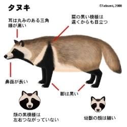 タヌキの体