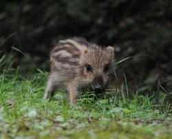 イノシシ幼獣（ウリボウ）の画像