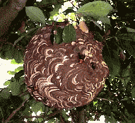 スズメバチの巣の画像