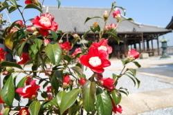 願泉寺本堂を背景とした卜伴椿の写真