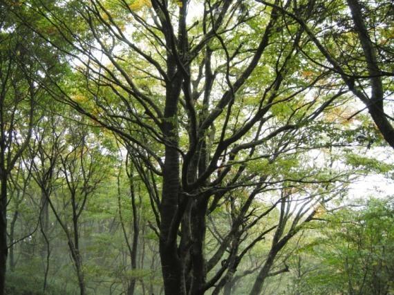 大きく枝を広げる和泉葛城山のブナの写真
