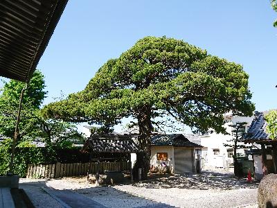 妙順寺のカイヅカイブキの写真