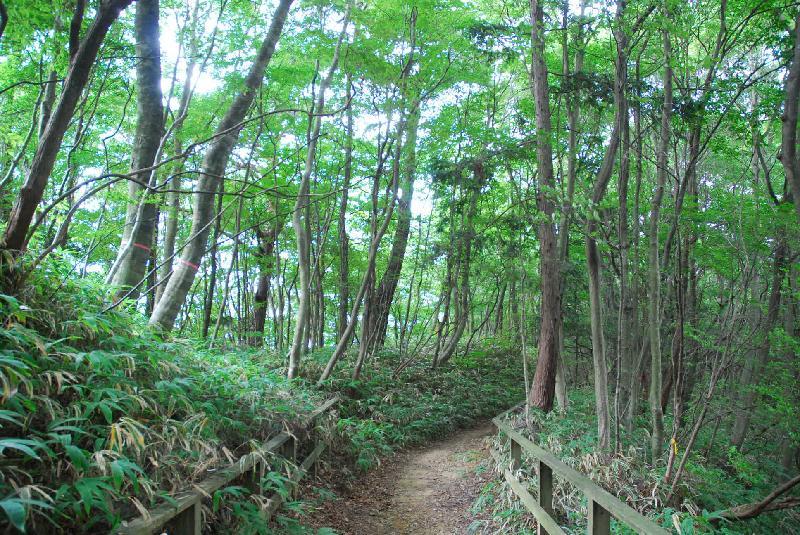 和泉葛城山ブナ林の道を取り巻く様子の写真