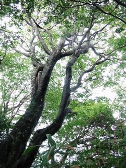 和泉葛城山ブナ林の中で木々を見上げた写真