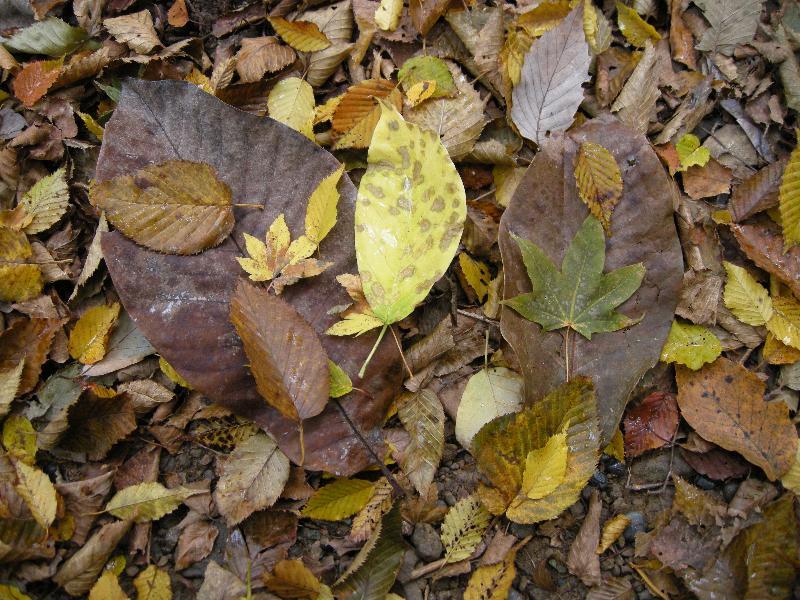 ブナ林以外のいろいろな種類の落ち葉が積もっている写真