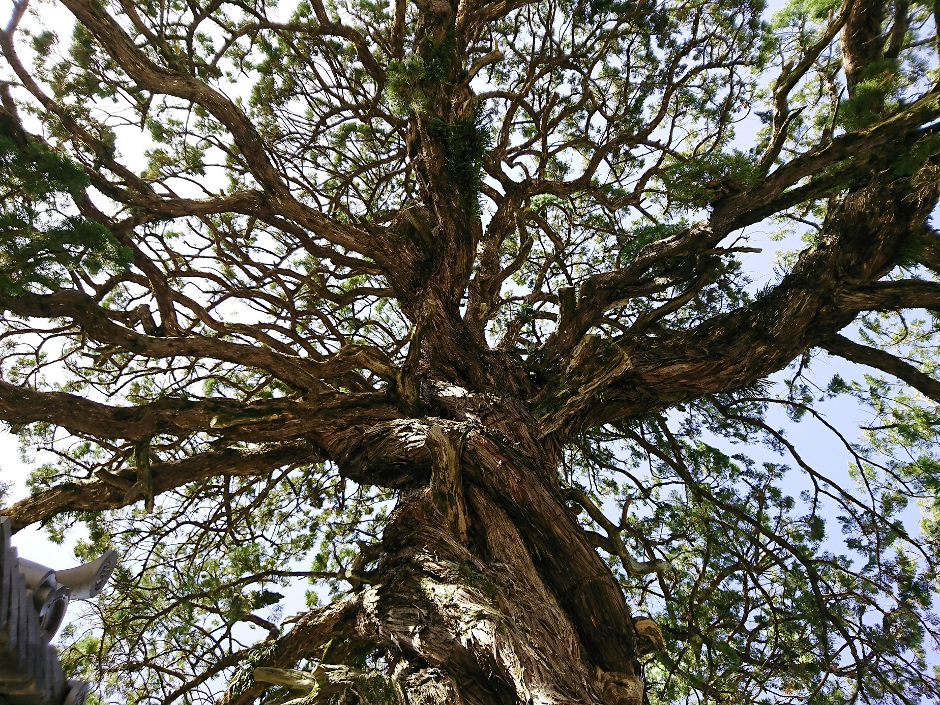 妙順寺のカイヅカイブキ樹冠の枝の広がり