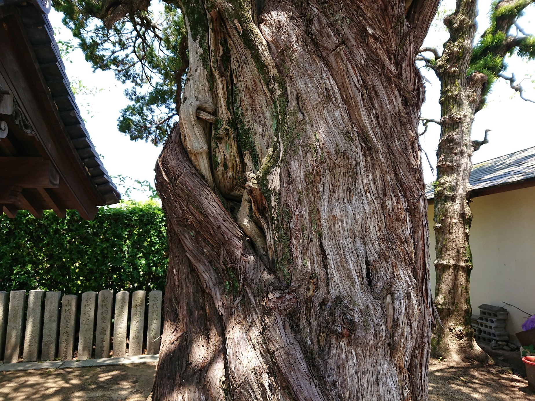 妙順寺のカイヅカイブキ幹のねじれと樹皮の様子