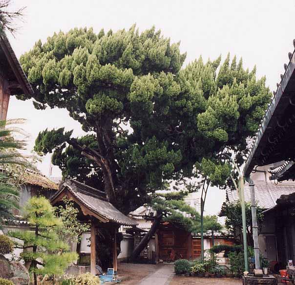 尊光寺のカイヅカイブキの写真