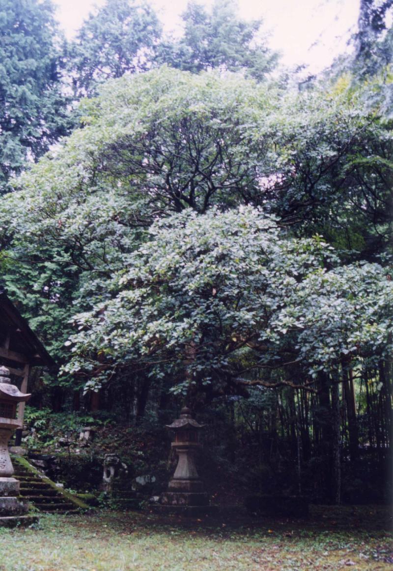 菅原神社のカクレミノの写真