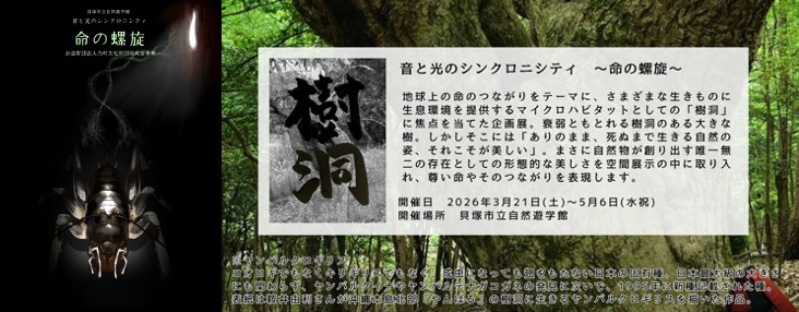 3月21日から開催する企画特別展で、地球上の命のつながりをテーマに、さまざまな生きものに生息環境を提供するマイクロハビタットとしての樹洞に焦点を当てました。衰弱ともとれる樹洞のある大きな木には、ありのまま、死ぬまで生きる自然の姿があり、それこそが美しい。まさに自然物が創り出す唯一無二の存在である。その形態的な美しさを空間展示に取り入れ、尊い命やそのつながりを表現します。