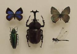 里山の昆虫の代表として、ムラサキシジミ、タマムシ、カブトムシ、ミドリシジミ、ナニワトンボの標本を1枚の画像にまとめました。