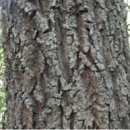 アベマキの幹。この画像は、アベマキの幹に近寄って撮影したもので、灰褐色の樹皮が縦に割けている様子が分ります。コルク質で、指で押すと、クヌギよりもへこみます。